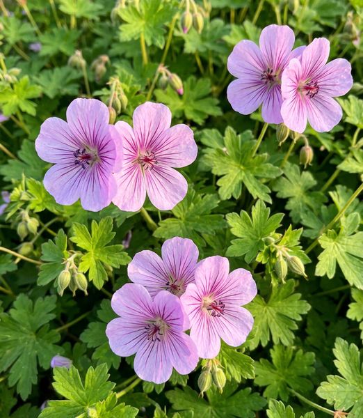 Geranium ‘Joy’